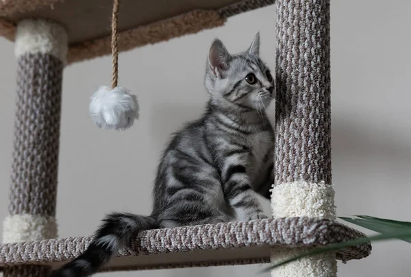 Een Klein Grijs Gestreept Katje Speelt Met Kattenboom Woonkamer Huisdier — Stockfoto