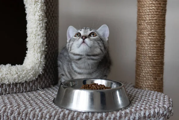 Small adorable grey striped kitten near the plate with cats food. Selective focus. Close-up cat looking up, asking for food. Cat eating dry and wet cat foods from the bowl