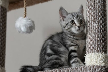 Oturma odasındaki kedi ağacında oturan neşeli gri çizgili kedi yavrusunun yakın plan portresi. Evcil hayvanlar ağaca tırmanıyor ve tırmalıyor. Kedi oturuyor ve sağa bakıyor..