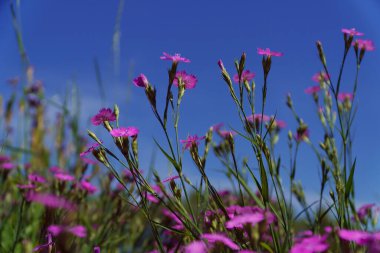 arkaplan veya tebrik kartı için bahar çiçekleri.