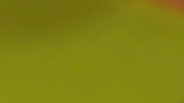 Frankie, rouleau de kathi indien farci de momos.