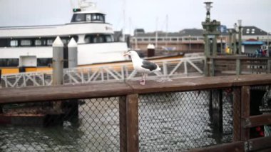 San Francisco 39 numaralı rıhtımdaki martılar..