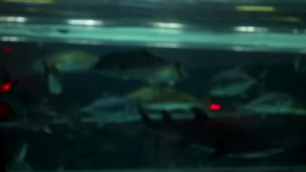 金块博物馆大型鱼缸水族馆佛蒙特州体验拉斯维加斯 — 图库视频影像
