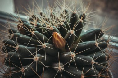 Çivili bir kaktüs çiçeğinin açılmamış tomurcuğu. koyu renk.