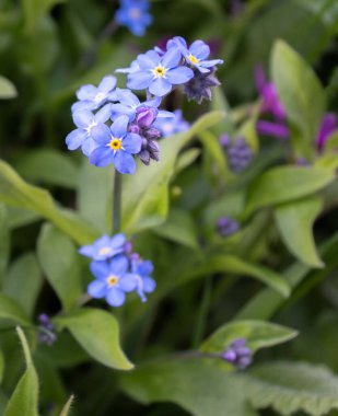Yeşil yaprakların arka planında mavi unutma beni çiçekleri. Myostis. Boraginaceae. 