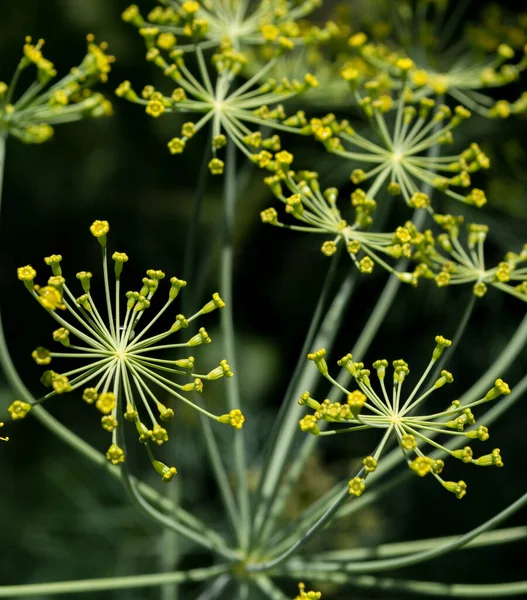 Dill Dill Flowers Vertical Image — Stock Photo, Image