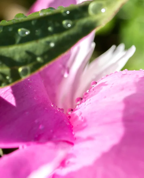 Gotas Água Depois Chuva Uma Folha Pétalas Flor Peônia Rosa — Fotografia de Stock