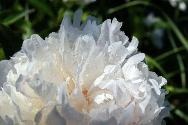 Flor Peônia Branca Com Gotas Orvalho Após Chuva — Fotografia de Stock