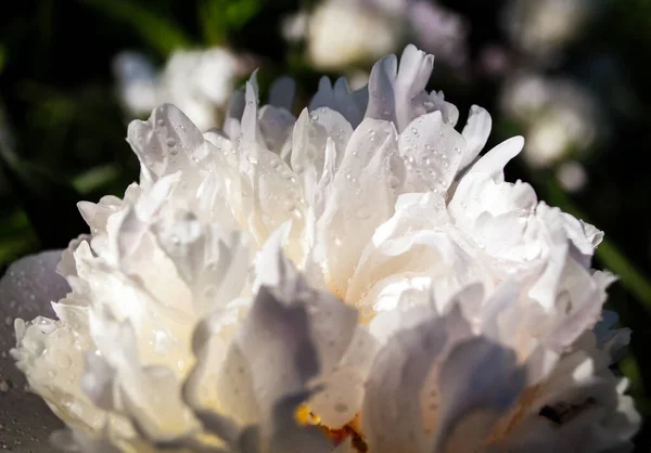 雨の後に露が落ちる白い牡丹の花 — ストック写真