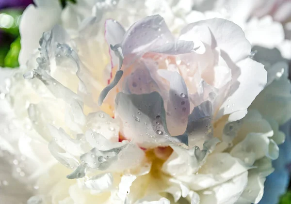 Flor Peônia Branca Com Gotas Orvalho Após Chuva — Fotografia de Stock