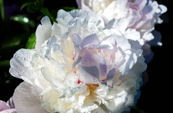 Fiore Peonia Bianca Con Gocce Rugiada Dopo Pioggia — Foto Stock