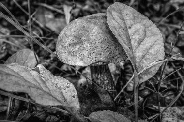 Çimlerin altında bir yaprağın altında boletus yetiştiriyor. siyah ve beyaz 