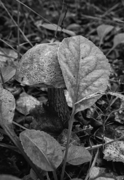 Growing Boletus Leaf Grass Black White — Stock Photo, Image