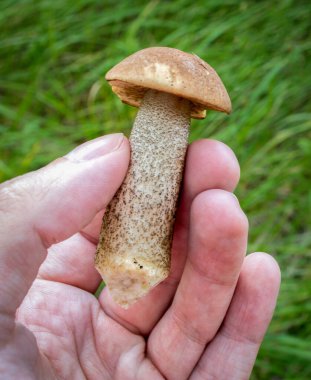 Küçük, taze mantar mantarı avucunun içinde çimenlerin üzerinde.