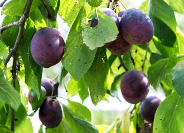 Ağaç dalında sulu olgun erikler yetişiyor.. 