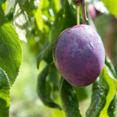 Ağaç dalında sulu, olgun erik yetişiyor.. 