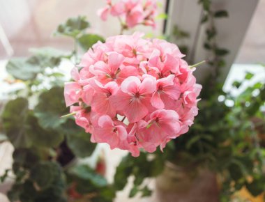 Açık pembe sardunya çiçeği pencere pervazında.