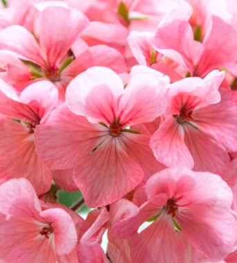 sardunya çiçeği. açık pembe çiçekler