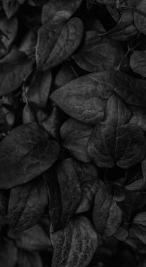 Koyu renk yaprak dokusu. siyah ve beyaz