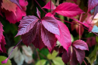 Çalının üzerinde sonbahar kırmızı üzüm yaprakları. Partenocssus insrta.