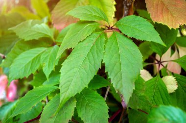 Çalıların üzerinde üzüm yaprakları. Partenocssus insrta.