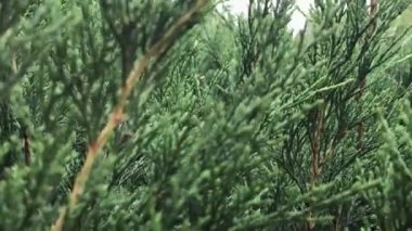 Çalılar. Eşkıya çalıları. yakınlaştır.