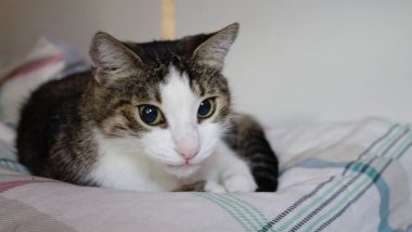 Yatakta yatan bir kedi