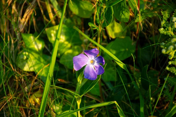 Flor Roxa Selvagem Quantidades Hedgerow — Fotografia de Stock