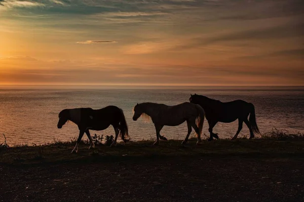 Silhouette Pferd Vor Einem Sonnenuntergang Der Küste — Stockfoto