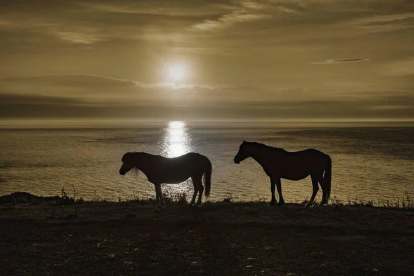 Caballo Silueta Contra Cielo Costero Atardecer — Foto de Stock