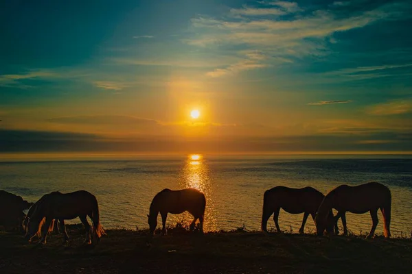 海岸の日没の空に対するシルエットの馬 — ストック写真