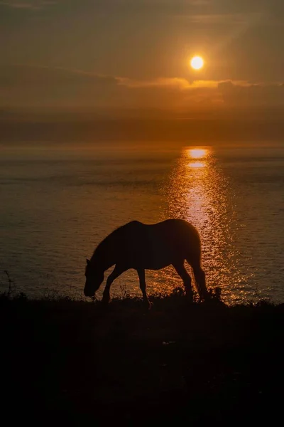 海岸の日没の空に対するシルエットの馬 — ストック写真