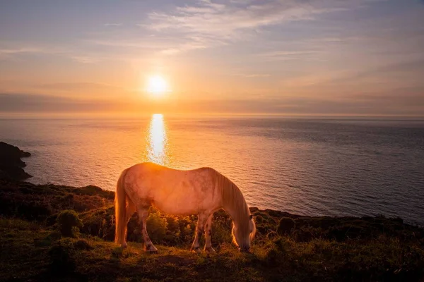 Silhouette Pferd Vor Einem Sonnenuntergang Der Küste — Stockfoto