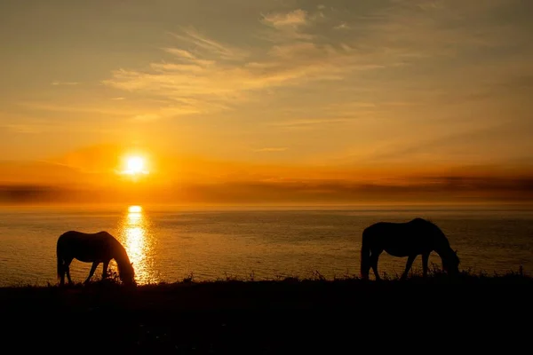 海岸の日没の空に対するシルエットの馬 — ストック写真