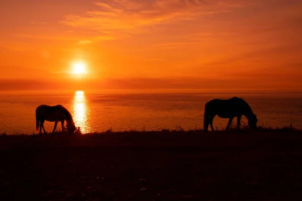 海岸の日没の空に対するシルエットの馬 — ストック写真