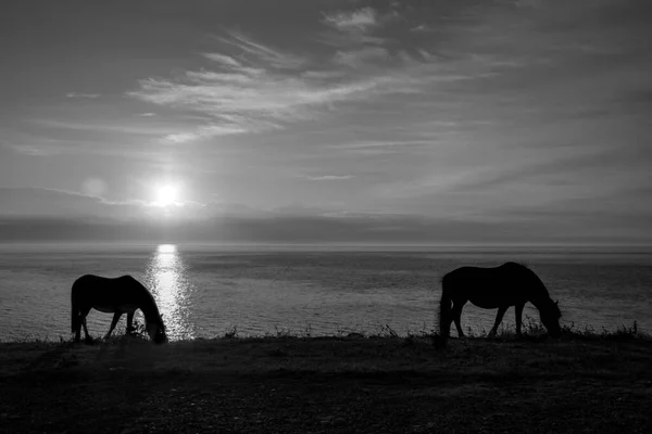 Silhouette Pferd Vor Einem Sonnenuntergang Der Küste — Stockfoto