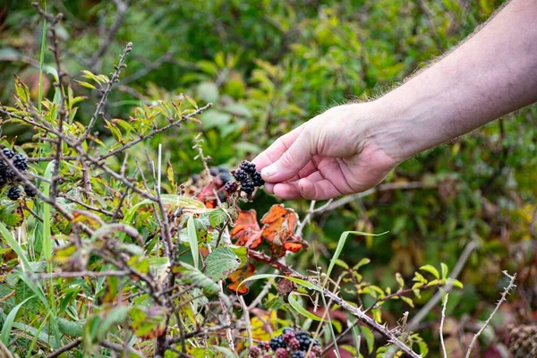 Bowl Fresh Picked Blackberries — Stock Photo, Image