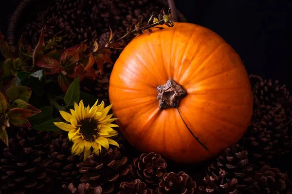 Herbst Untergehenden Kürbis Rustikalen Tannenzapfen Und Sonnenblumen — Stockfoto