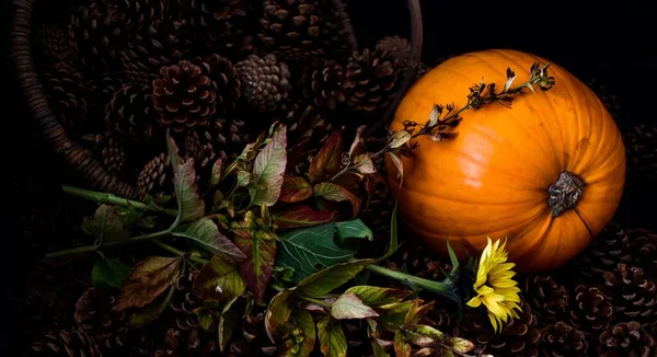 Herbst Untergehenden Kürbis Rustikalen Tannenzapfen Und Sonnenblumen — Stockfoto