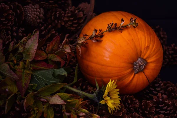 Herbst Untergehenden Kürbis Rustikalen Tannenzapfen Und Sonnenblumen — Stockfoto