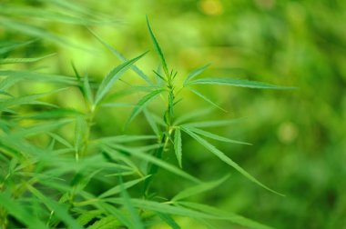 Esrar yaprak yeşil büyüme Asya