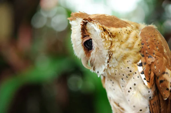 野生のフクロウを閉じる — ストック写真