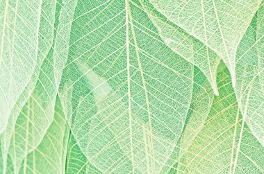 Dried leaves background , use as wallpaper clipart