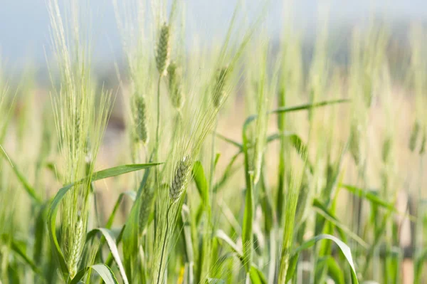 Campo Trigo Verde Céu Azul — Fotografia de Stock