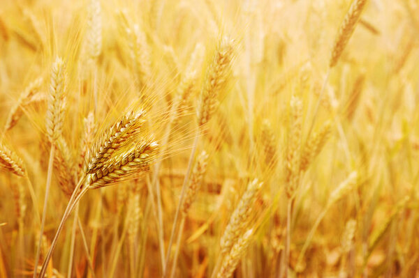 Golden wheat field with the sun shine