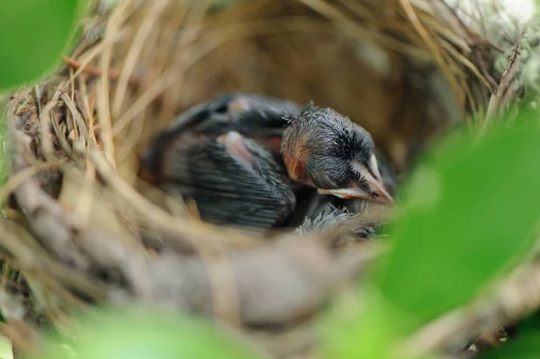 Close Pasgeboren Vogels Nest — Stockfoto