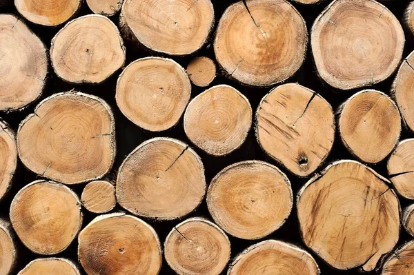 teak ahşap güdük arka plan duvar kağıdı kullanabilirsiniz