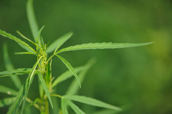 Marijuana green leaf, close up