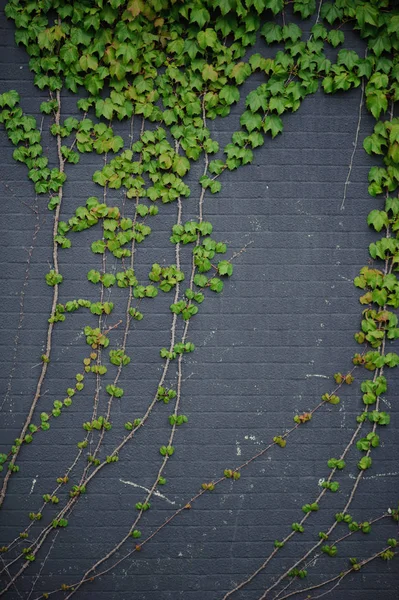 Mur Brique Avec Branches Vigne Contexte — Photo
