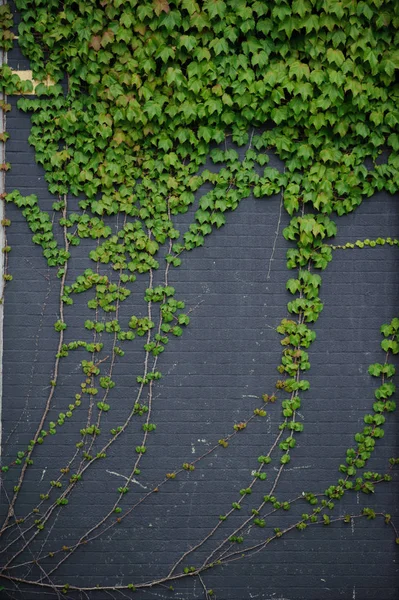 Cihlová Zeď Větvemi Révy Pozadí — Stock fotografie